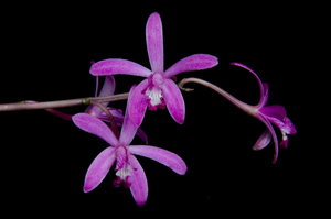 Laelia pabstii 'Christa' HCC 78pts flower